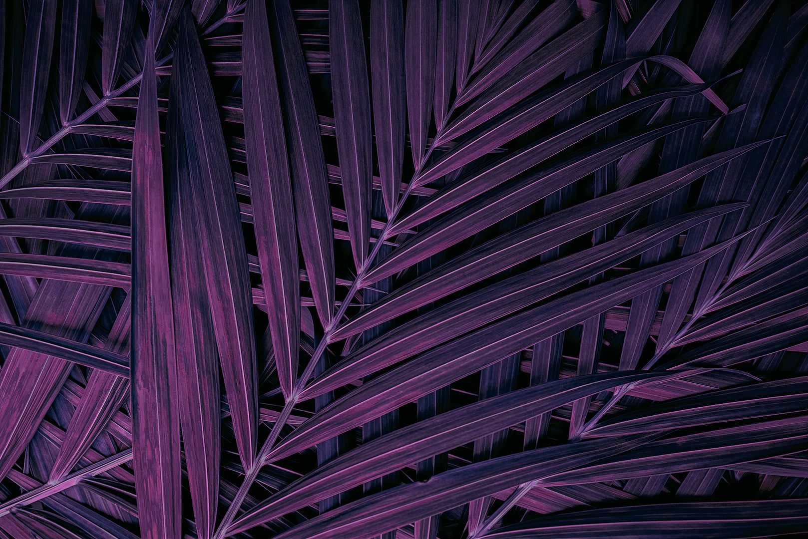 Tapete Violet Weave  violette Palmenblätter  strukturiert & geheimnisvoll  exotisch & elegant  Design by Pimp My Wall